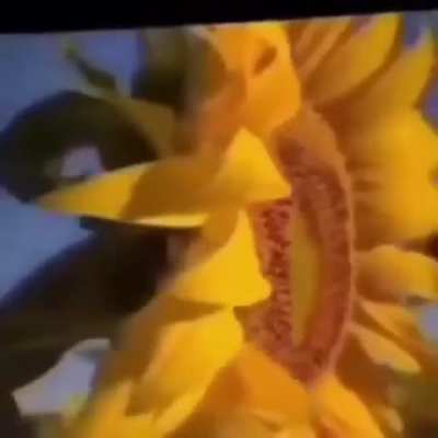 Solar Flower
