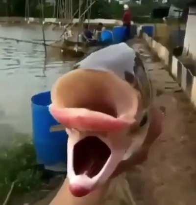 Least deformed fish in Chernobyl