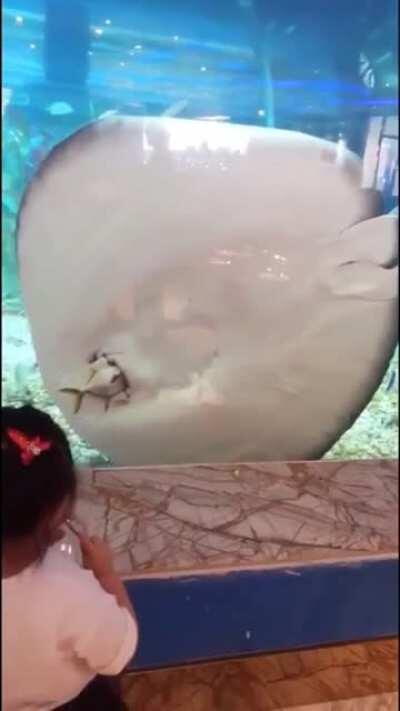 Cute fishes are playing, aww...