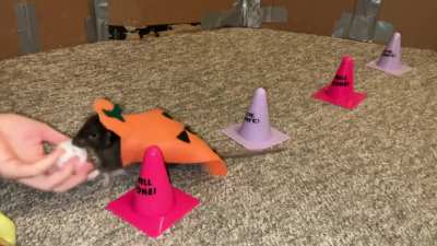 My talented pet rat Cracker doing a fun trick combo in her pumpkin costume!