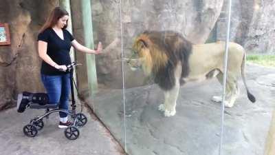 This Lion Really Wants Her Scooter