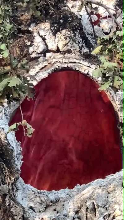 Fire burning inside of a tree