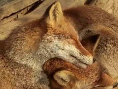 Fox bathing time