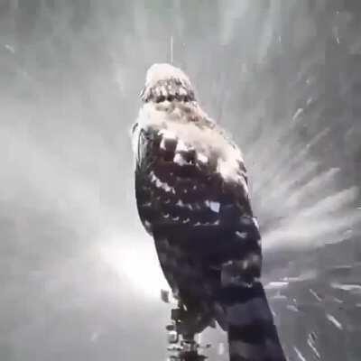 🔥 A hawk hanging out on top of a sprinkler to cope with the summer heat 🔥