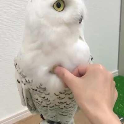 This might explain Eda storing stuff in her hair.