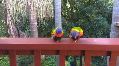 lorikeets doing synchronised lorikeet stuff