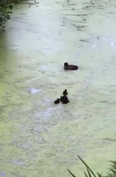 A mother duck playing hide and seek with her babies