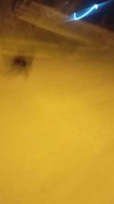 bro is actually in a shitpost dream 💀