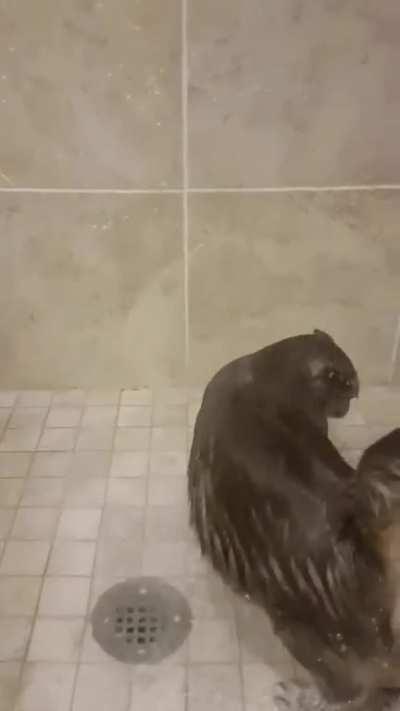 The cat really loves to take a shower