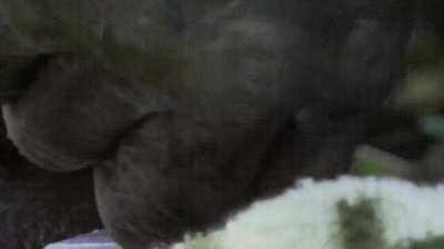 Bonobo learns how to make his own melted marshmallows.