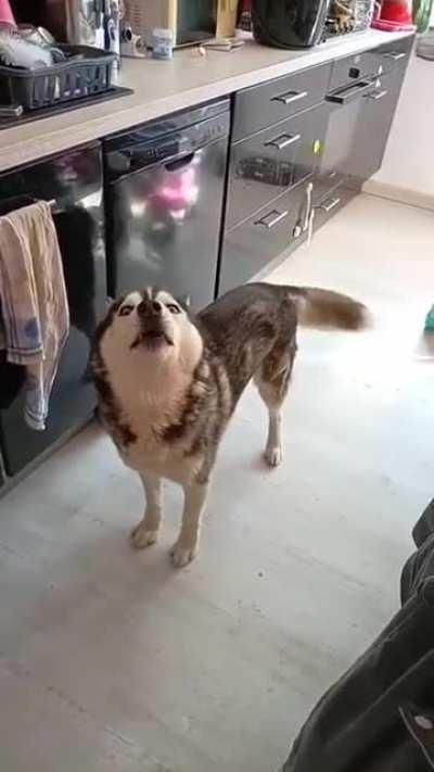 To argue with a husky