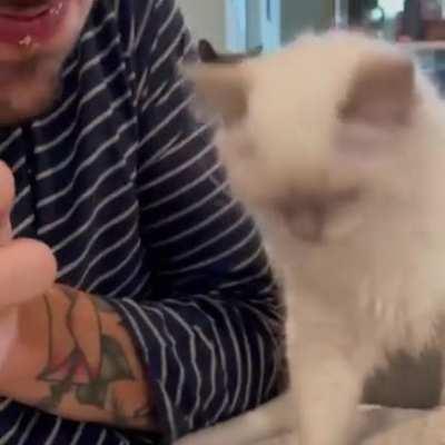 sMol tIGER feRoCiOusLY aTtAcKS mAns DINneR