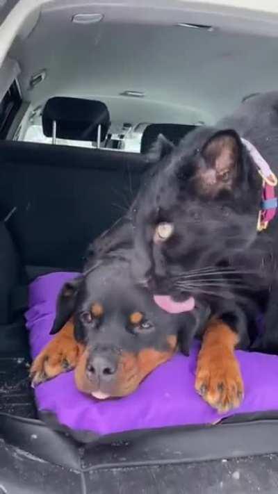 big cat in your feed