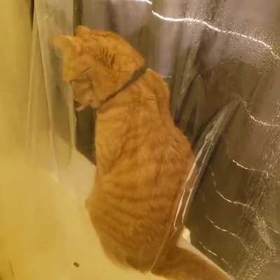 Everytime I take a shower he does this