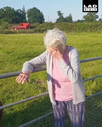 Old lady spits on a Llama and regrets it