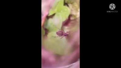 Spidrer has bleseings