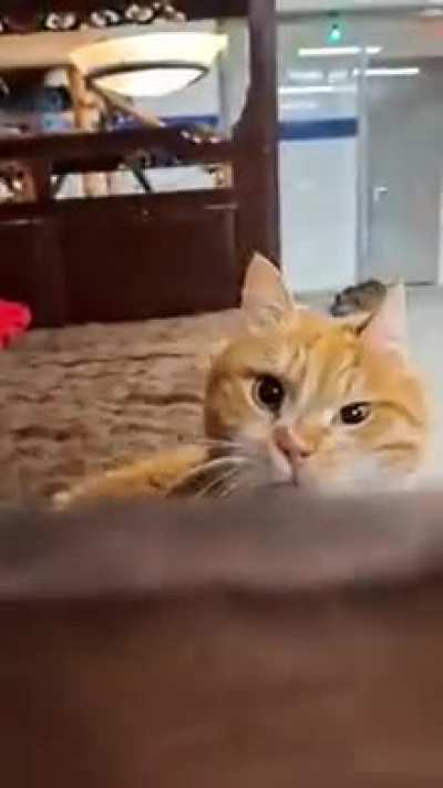 Peekaboooo