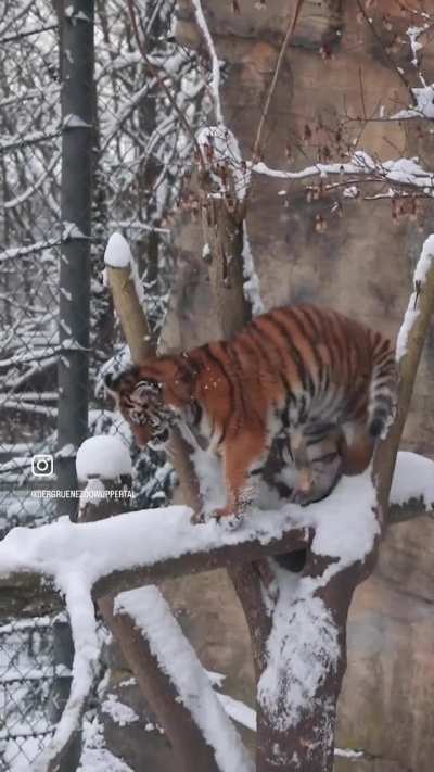 tiger snow family