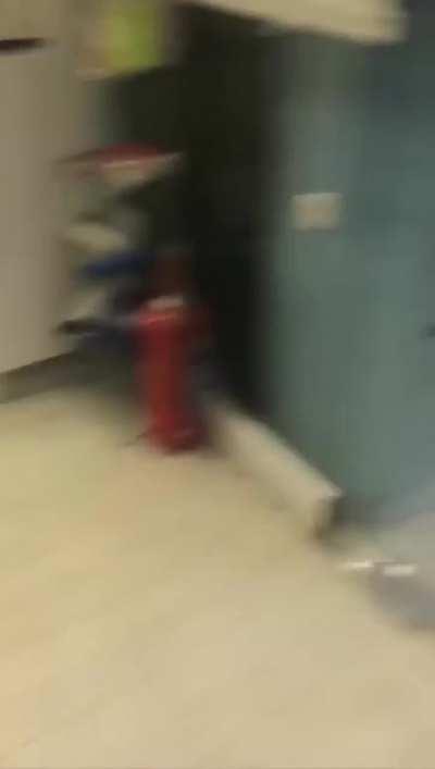 Human helping a mom dog and taking his puppy to vet after its cry for help on the roadside. Mother is so happy seeing her puppy healthy again.