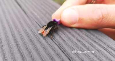 Пора покормить любимца