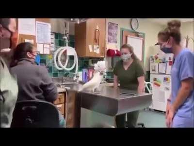 Vets celebrating recovery with funky patient