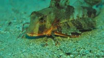 🔥 Sea Robins have evolved 6 crab-like legs that let them walk on the seafloor