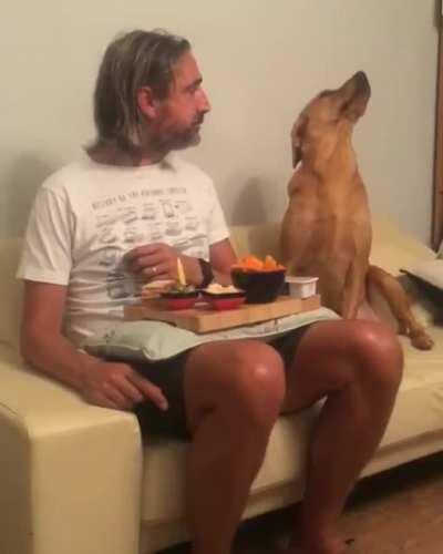 “Nope! Not interested in your food human”...