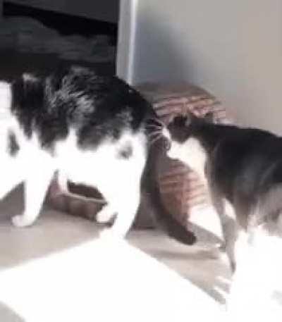 My cat miscalculating his C H O M P