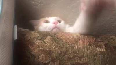 My cat, Knuckles, loves to come up with creative new ways to punch everything