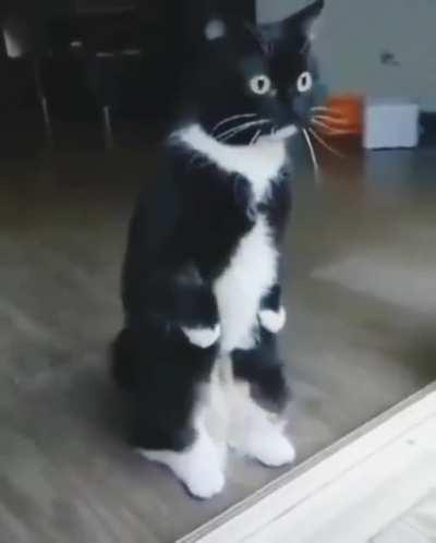 ...When r/StartledCats and r/catsStandingUp collide....
