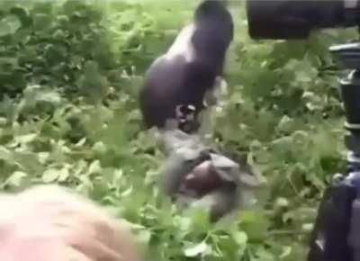 A Gorilla's Gentle Reminder That He Could Easily Kill You!