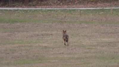 Saw the prettiest coyote while out birding.