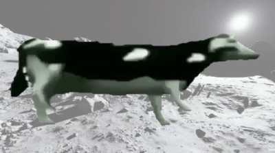 WHAT? POLISH COW IN SPACE???
