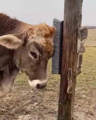 Big cow using a brush