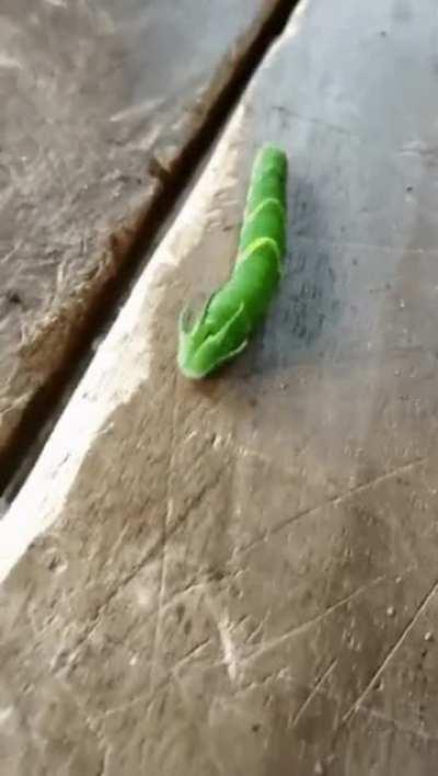 A Dragonhead Caterpillar