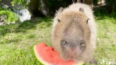 Capybara enjoying watermelon