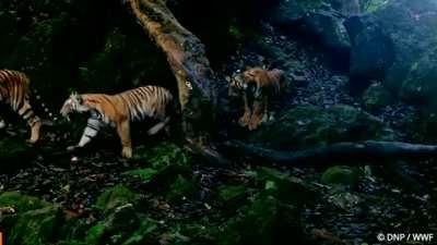 Tigress with her three cubs..