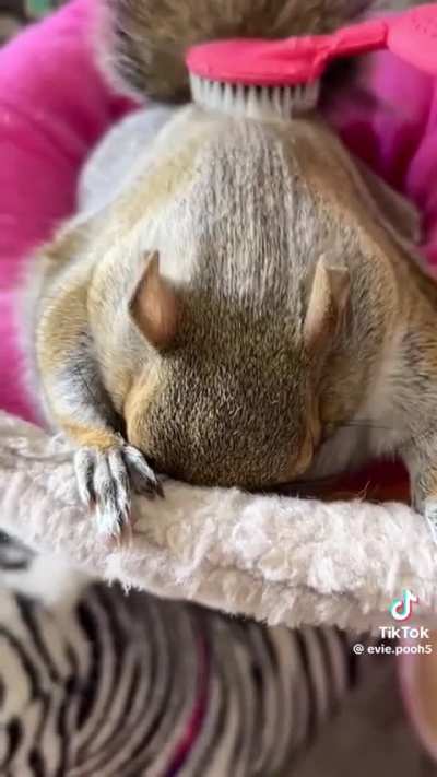 Squirrel grabbies asking for brushies