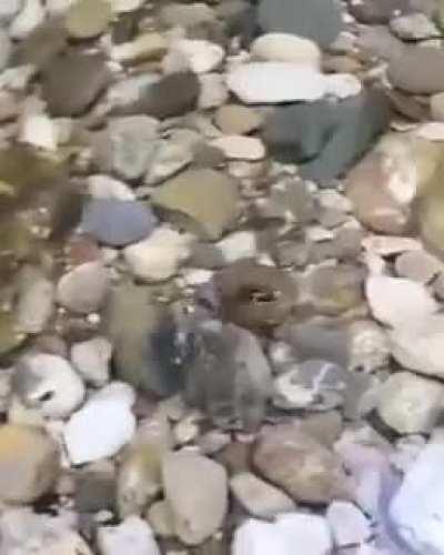 My frog people need me down the stream