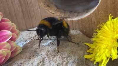 Her favourite time of day! Fresh flower time! Queen Bea!