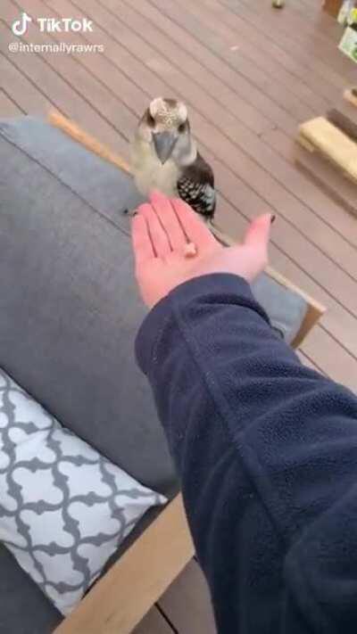 Feeding a kookaburra