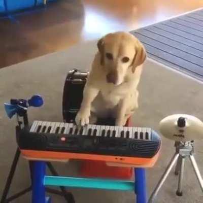 one dog band