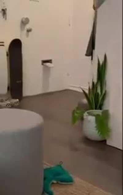 Dog Furiously Tears Up Mail