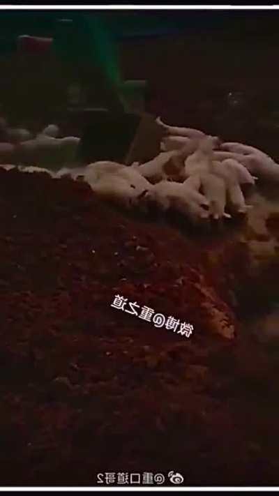 1000’s of pigs to be buried alive in china.