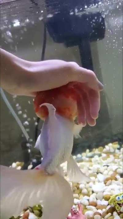 Giving Patrick the head rubs