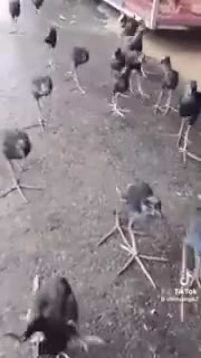 flyybirdobhhkkfdryjjjkm