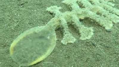 🔥 The Sea Slug, Melibe Viridis Uses Its Head As A Net To Catch Food