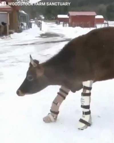 Lt. Dan, you got legs!