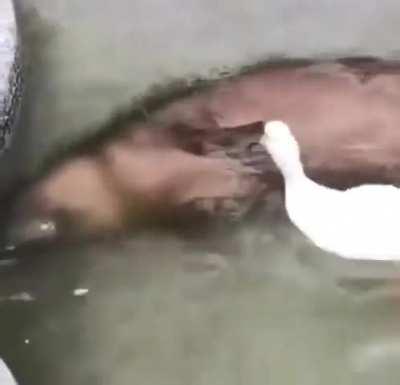 a brutal attack on capybara day💖