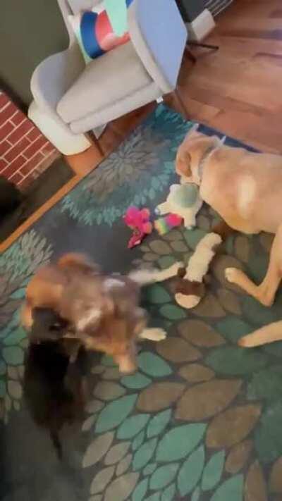 3 dogs is both too many and not enough